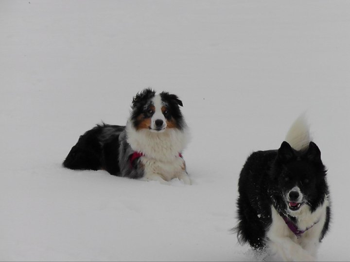 Aussie and Collie dogs